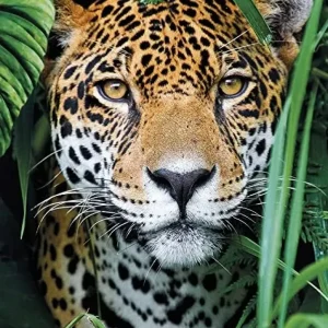 Fashion High Quality Collection Puzzle Jaguar In The Jungle 500 Pezzi Puzzle 500 Pezzi