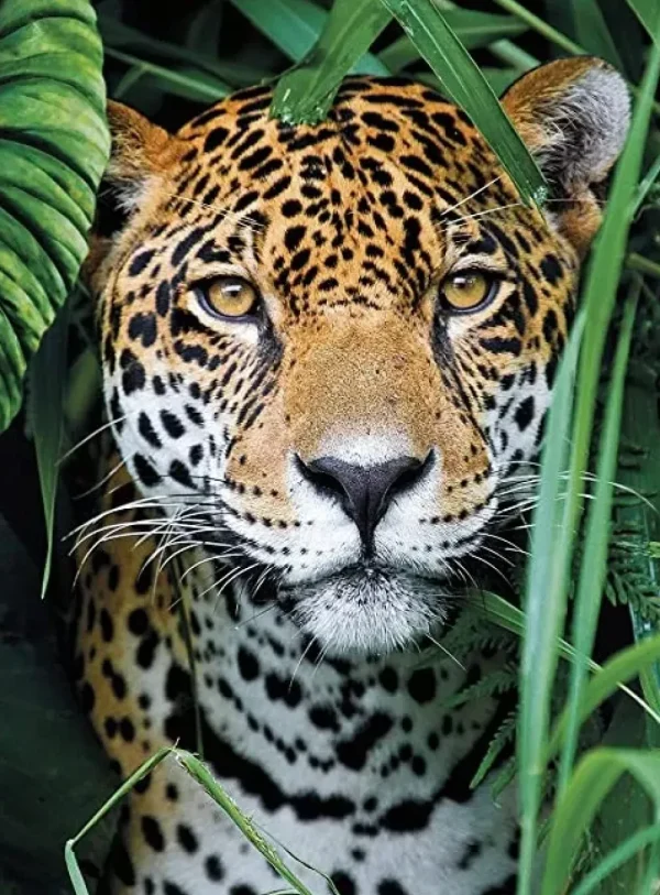 Fashion High Quality Collection Puzzle Jaguar In The Jungle 500 Pezzi Puzzle 500 Pezzi