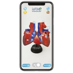 Store Cuore Modello Anatomico In 3D Giochi Scientifici