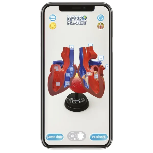 Store Cuore Modello Anatomico In 3D Giochi Scientifici