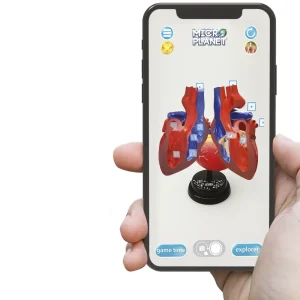 Store Cuore Modello Anatomico In 3D Giochi Scientifici
