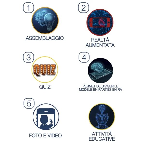 Store Cuore Modello Anatomico In 3D Giochi Scientifici