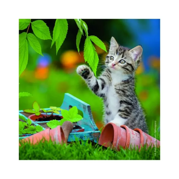 Best 3 Puzzle 49 Pezzi Gattini Puzzle Per Bambini