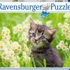 Shop Puzzle Gattino Nel Prato, 500 Pezzi, Puzzle Adulti Puzzle 500 Pezzi